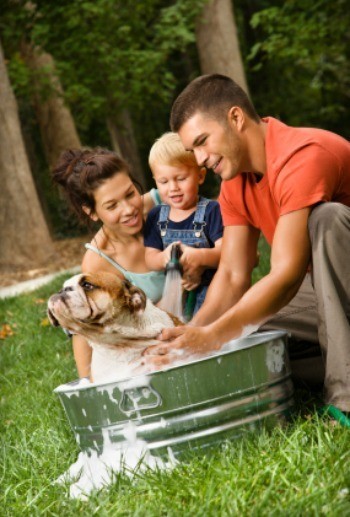 A person washing a dog with water from a rain barrel, illustrating the practical use of rainwater for pet care in a garden setting