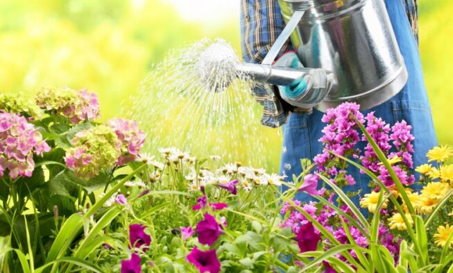 A person watering a vegetable garden using a watering can filled with rainwater from a rain barrel, showcasing sustainable gardening practices